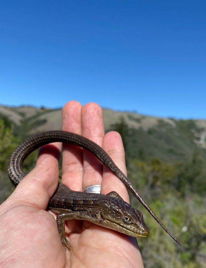 Southern Alligator Lizard